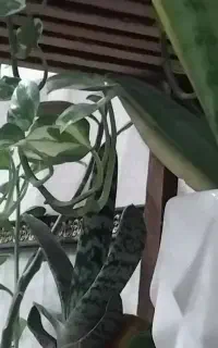 نیازمند باغچه ی کوچک