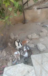 فروش خرگوش
