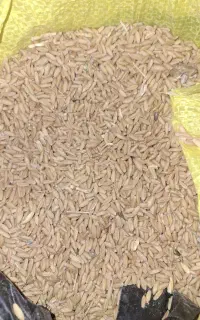 گندم
