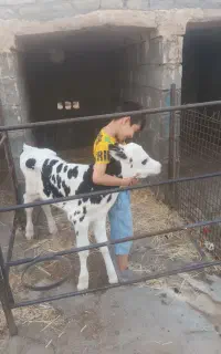 استخدام کارگرگاوداری