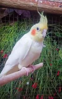 عروس هلندی