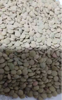 عدس کوهین