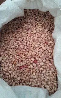 لوبیا وعدس تازه