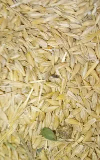جو ابی بذری