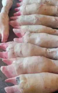 کوی معین زاده