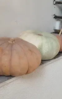 کدو