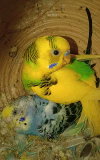 مرغ عشق