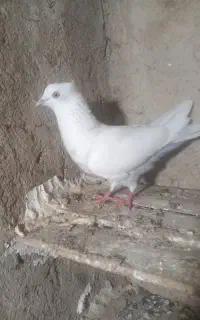 کبوتر  رنگ