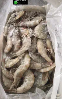 میگو پرورشی  و ماهی سیباس