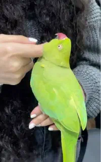 طوطی ملنگو گمشده ولیعصر