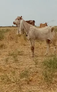 بز پاکستانی