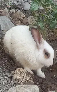خرگوش