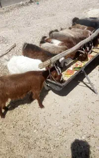 کهره گوشتی چاق. مخصوص گوشت