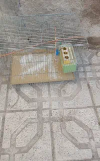 قفس‌‌پرنده‌‌تازه
