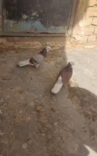 کبوتر دوتا گوره ساعت بالا
