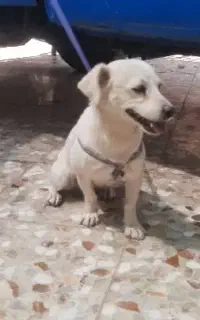 سگ پاپی ماده