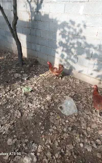فروش مرغ و خروس محلی