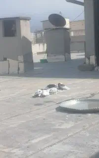 کفتر دورگ