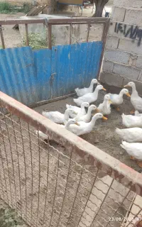 اردک محلی