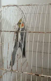 عروس هلندی