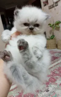 بچه هیمالین