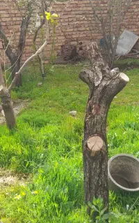 مقداری طلا شکسته