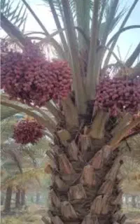 خرما خنزی عمده ۳۰ تن