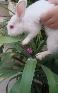 خر گوش