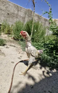 خروس لاری