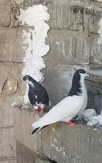 کفتر شهری