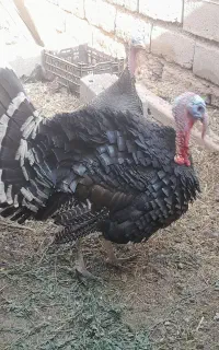 بوقلمون محلی