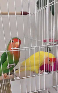طوطی کوتوله برزیلی