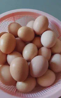 تخم مرغ محلی