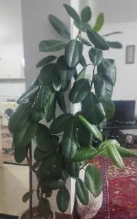 گل فیکوس