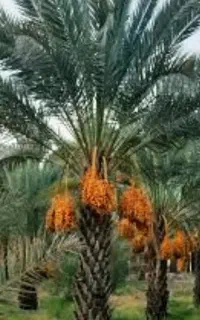 نیروی خرما تکان هستیم