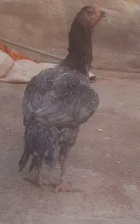 مرغ طوس
