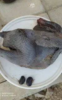 گوشت خروس ایام سمانی