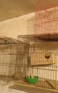 قفس مرغ عشق