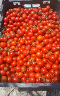 گوجه ریز ارگانیک فقط ۴۰