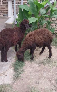 ۲ راس بره افشاری