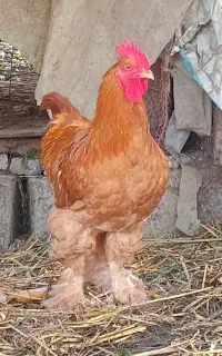 خروس دورگه برهما ۶ ماهه