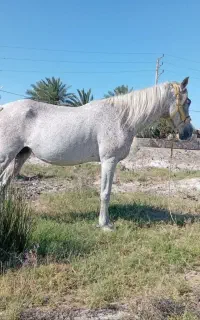 اسب ماده