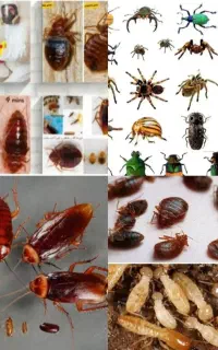 سمپاشی باضمانت کتبی صددرصد تضمینی ساس وسوسک