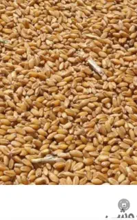 گندم بمقدار ده تن رقم سیروان برای بذر