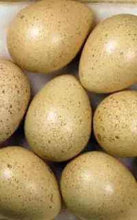 تخم بلدرچین کوهی