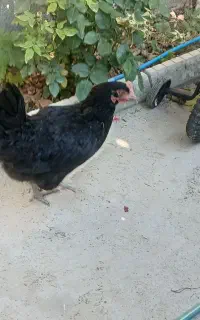 مرغ خروس