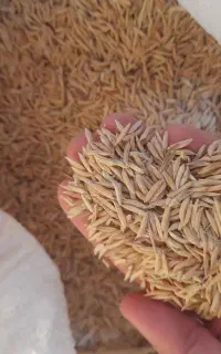 بذر شالی فجر درجه یک . ۹۰ روزه