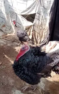 بوقلمون برنز نر و ماده