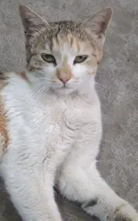گربه گمشده