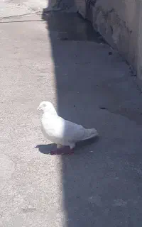 کبوتر